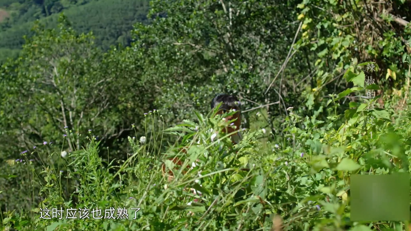 La.Jiao.De.Zheng.Tu.2022.S01E01.2160p.WEB-DL.H265.10bit.AAC-LeagueWEB.mp4_168355.png